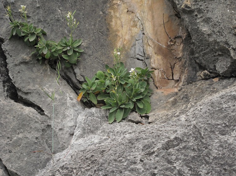 Brassica insularis